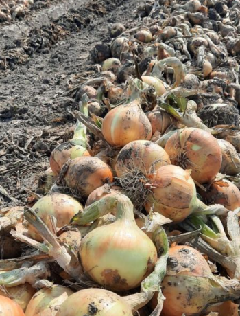 Spring onion in the Sturon variety